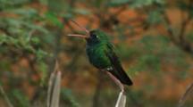 Royalty Free Video Hummingbird
