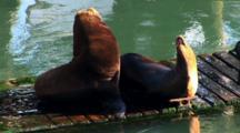 Marine Mammals Royalty Free