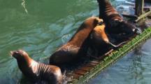 Royalty Free Mammals