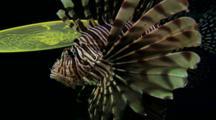 Fish Royalty Free