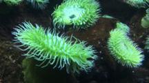 Royalty Free Tide Pool