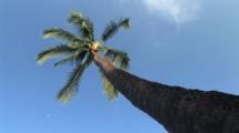 Royalty Free Palm Trees