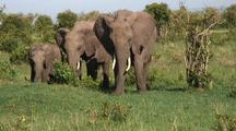 Savanna
