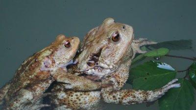 Amphibians Mating
