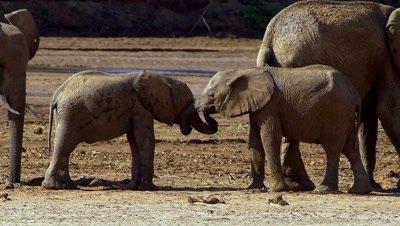 Africa Wildlife
