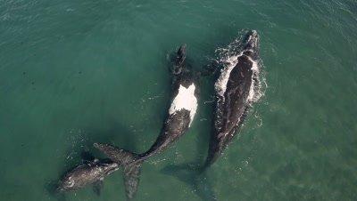 Whales & Dolphin