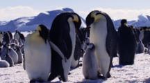 Arctic