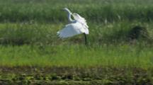 Ultra HD Wetland