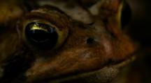 Ultra HD Amphibians