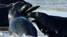 Animal Behavior 4K Video Ultra HD