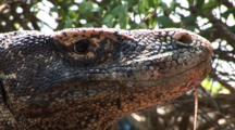Venomous Reptiles