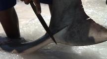 Shark Finning