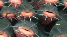 Weird Fish