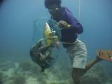 Live Fish Trade