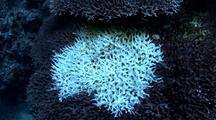 Coral Bleaching