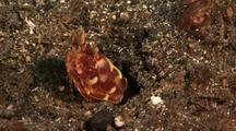 Invertebrates Hunting