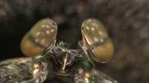 Invertebrates Close Up