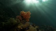 Sunbeams