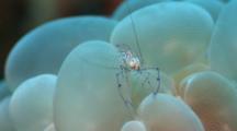 Ultra HD Invertebrates