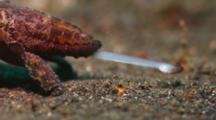 Ultra HD Animals Feeding