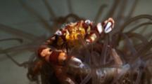 Ultra HD Macro