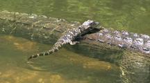 Reptile Hatchlings