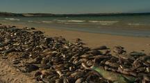 Fish Die Offs