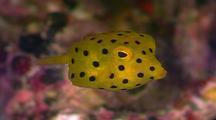 FISH