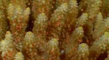 Invertebrates Spawning