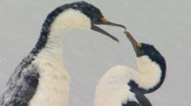 Birds Mating