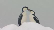 Affectionate