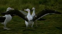 Bird Displays