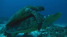 Animals Mating