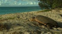 Reptiles Nesting