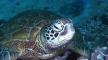 Royalty Free Sea Turtle