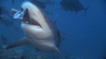 Royalty Free Sharks
