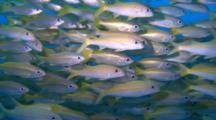 Royalty Free Fish School
