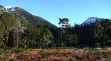 Royalty Free Video Temperate