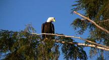 Royalty Free Bald Eagle