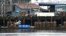 Fish Processing