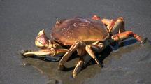 All Invertebrates