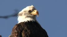 Royalty Free Video Bald Eagle