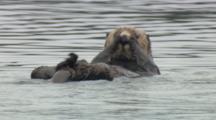 MAMMALS