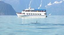 Whale Watching