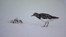 Shorebirds