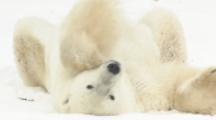 Marine Mammals on HD