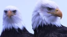 Birds of Prey