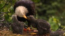 Nesting Birds