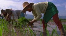 Traditional Farming