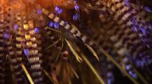 Ultra HD Animals Hiding